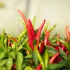 Aux Piment Chilli